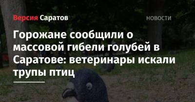 Горожане сообщили о массовой гибели голубей в Саратове: ветеринары искали трупы птиц - nversia.ru - Саратов
