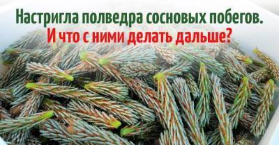 С упоением стригу молодые сосновые побеги, уже полведра, расскажу, что буду делать дальше - skuke.net