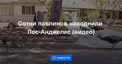 Сотни павлинов наводнили Лос-Анджелес (видео) - news.mail.ru - Лос-Анджелес - Washington - шт. Калифорния
