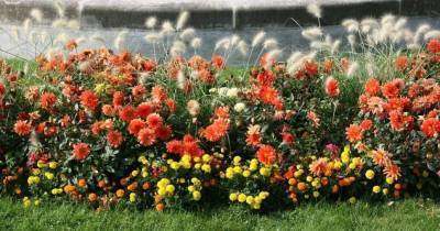 Лучшие низкорослые цветы для дачной клумбы, которые цветут все лето - skuke.net