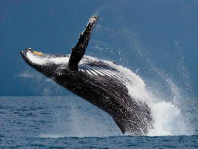 В США ловец лобстеров оказался в пасти кита и выжил - gordonua.com - США