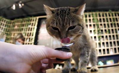 Чем нельзя кормить кошек: список опасных продуктов (Телеканал новин 24, Украина) - inosmi.ru
