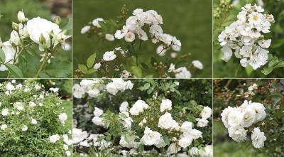 Белые розы: 10 самых красивых и устойчивых сортов белоснежных роз для посадки в цветник - skuke.net - Германия