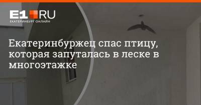 Филипп Сапегин - Екатеринбуржец спас птицу, которая запуталась в леске в многоэтажке - e1.ru - Екатеринбург