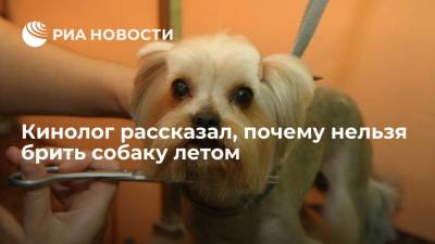 Владимир Голубев - Кинолог рассказал, как помочь собаке переносить летнюю жару - ria.ru - Москва - Россия