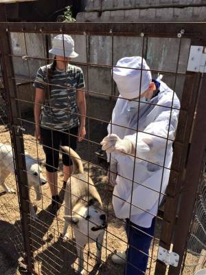 Детский технопарк в Ульяновске пожаловался на собачий приют-призрак - ulpravda.ru - Ульяновск
