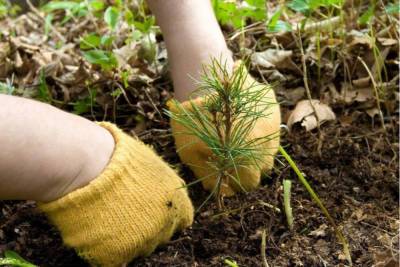В ивановских лесах высадили свыше 11 млн хвойных деревьев - mkivanovo.ru