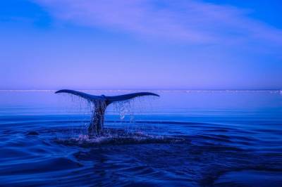 Ученые обнаружили в Индийском океане популяцию вымирающих китов по их песням - news.vse42.ru - Австралия