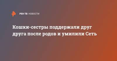 Кошки-сестры поддержали друг друга после родов и умилили Сеть - ren.tv