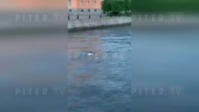 Петербургский ныряльщик после купания взобрался на туристический катер - piter.tv - Санкт-Петербург - Петербург