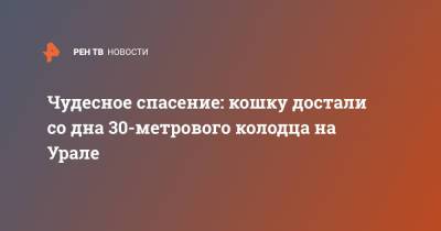 Чудесное спасение: кошку достали со дна 30-метрового колодца на Урале - ren.tv - Екатеринбург - Свердловская обл.