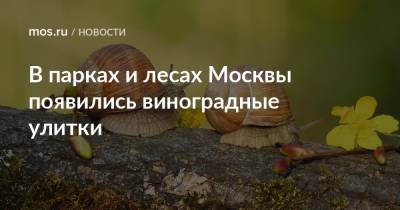 В парках и лесах Москвы появились виноградные улитки - mos.ru - Москва - Экология