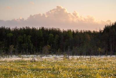 Фотограф показал красоту цветущих болот в Ленобласти - online47.ru - Ленинградская обл.