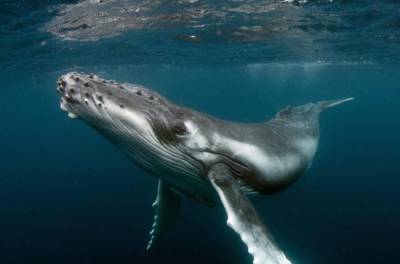 В США ныряльщик выжил после того, как его проглотил кит - agrimpasa.com - USA - шт. Массачусетс