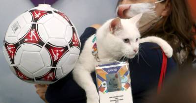 Кот-оракул Ахилл получил паспорт болельщика для посещения матчей Евро - ren.tv - Санкт-Петербург - Турция
