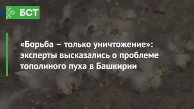 «Борьба – только уничтожение»: эксперты высказались о проблеме тополиного пуха в Башкирии - bash.news - Башкирия - район Демский
