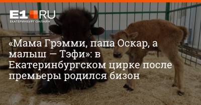 «Мама Грэмми, папа Оскар, а малыш — Тэфи»: в Екатеринбургском цирке после премьеры родился бизон - e1.ru - Екатеринбург