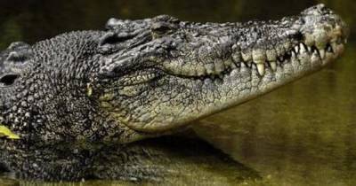 Названный в честь Бен Ладена крокодил съел 80 человек в Африке - ren.tv - Виктория - Уганда