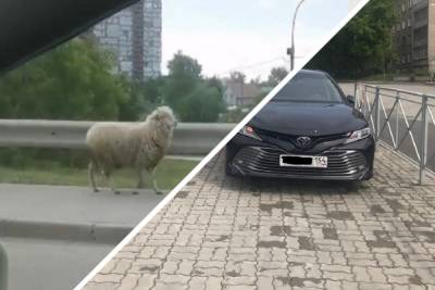 «Хуже барана»: пользователи соцсетей высмеяли паркующихся не по правилам водителей в Новосибирске - novos.mk.ru - Новосибирск