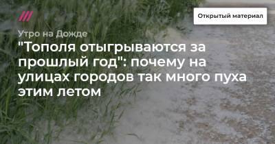 "Тополя отыгрываются за прошлый год": почему на улицах городов так много пуха этим летом - tvrain.ru