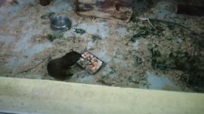 Горожан возмутило обилие тараканов в пензенском зоопарке - penzainform.ru