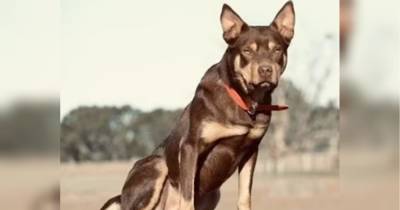 Найдорожчий собака в Австралії: фермер продав свого пса за 35 тисяч доларів - fakty.ua - Украина - місто Вікторія