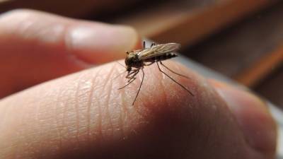 Лайфхак: Какой фумигатор от комаров выбрать? - 5-tv.ru