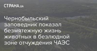 Чернобыльский заповедник показал безмятежную жизнь животных в безлюдной зоне отчуждения ЧАЭС - strana.ua