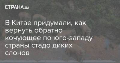 В Китае придумали, как вернуть обратно кочующее по юго-западу страны стадо диких слонов - strana.ua - Китай