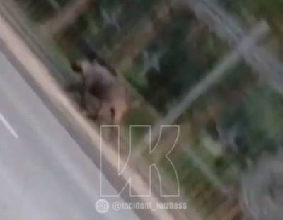 В Центральном районе Кемерова сняли на видео кабана - gazeta.a42.ru - Кемерово