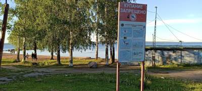 Пока следствие в Петрозаводске ищет виновных в гибели подростков, в том же месте снова купаются (ФОТО, ВИДЕО) - stolicaonego.ru - Петрозаводск - республика Карелия