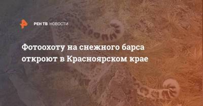 Фотоохоту на снежного барса откроют в Красноярском крае - ren.tv - Красноярский край