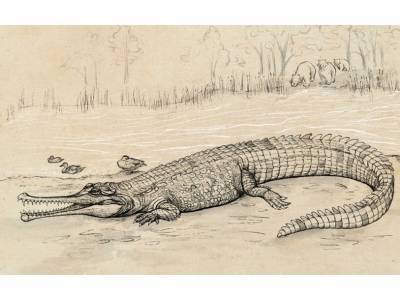 Череп древнего крокодила более 140 лет ждал научного описания - polit.ru - Австралия