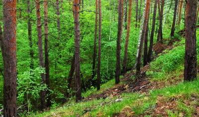 В Тюменской области проходит более 150 рейдов по лесам и сёлам - nashgorod.ru - Тюменская обл.