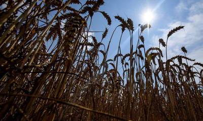 Урожай зерновых прогнозируют на 10-15% выше прошлогоднего - capital.ua