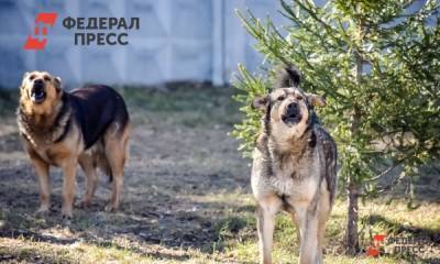 Полина Зиновьева - Неизвестный в Надыме расстрелял бездомных собак - fedpress.ru