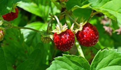 Как вырастить здоровую рассаду земляники из ягод - skuke.net