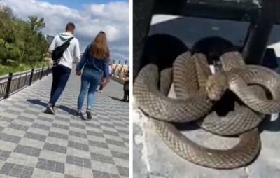Харьковчанин загремел в больницу из-за укуса змеи: предупреждение медиков - politeka.net - Харьков