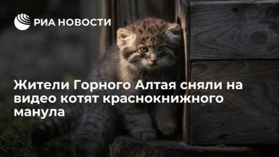 Жители Горного Алтая сняли на видео котят краснокнижного манула на границе с Монголией - ria.ru - Москва - Россия - респ. Алтай - Монголия - район Кош-Агачский