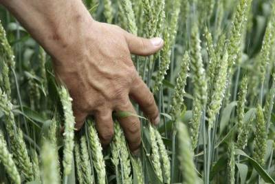 Экспортные цены на пшеницу РФ снизились с улучшением прогнозов урожая - smartmoney.one - Москва - Новороссийск - Omsk - Reuters