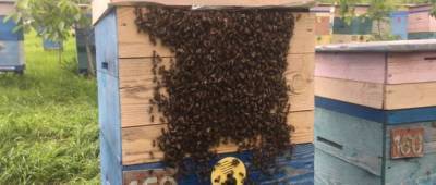 Ирина Васильева - На Луганщине качают первый в 2021 году мед: пчеловоды дали совет как выбирать лакомство - w-n.com.ua - Старобельск