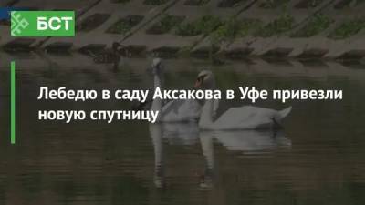 Лебедю в саду Аксакова в Уфе привезли новую спутницу - bash.news - Уфа - Челябинск