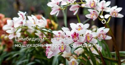 Цимбидиум — капризный, но шикарный «король орхидей» - skuke.net