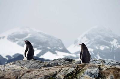 Василий Дандыкин - Дандыкин: "НАТО в Антарктиде готово защищать пингвинов, стремясь к поиску новых врагов" - actualnews.org - Швеция - Антарктида - Стокгольм