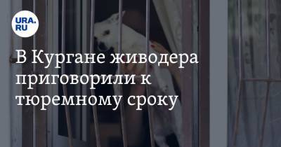 В Кургане живодера приговорили к тюремному сроку - ura.news - Курган