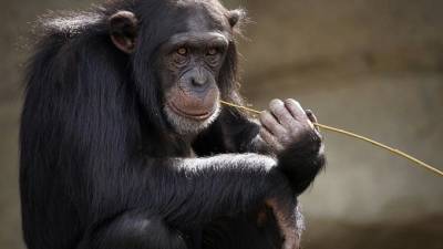 Ученые испытали новы способ лечения Альцгеймера на обезьянах - piter.tv - Нью-Йорк