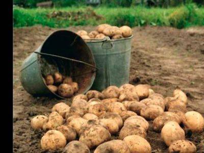 В Тюмени цена картофеля дошла до 100 рублей за килограмм - kasparov.ru - Египет - Тюмень