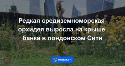 Редкая средиземноморская орхидея выросла на крыше банка в лондонском Сити - news.mail.ru - Англия - Япония - Испания - Португалия - Экология