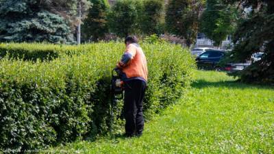В Рязани продолжают стричь кустарники и выкашивать газоны - 7info.ru - Рязань