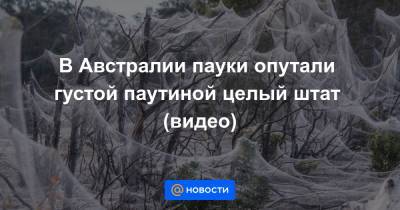 В Австралии пауки опутали густой паутиной целый штат (видео) - news.mail.ru - Австралия